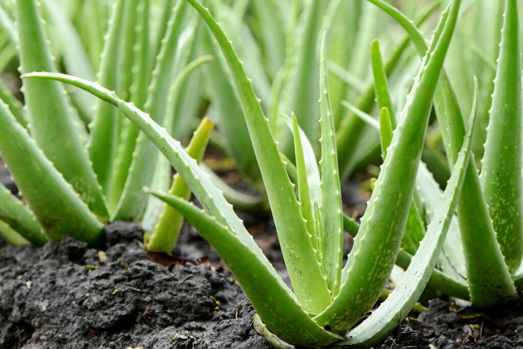 Aloe Vera in soil