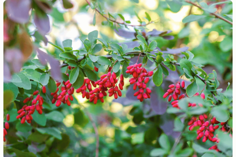 Berberine Extract