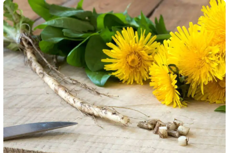 Dandelion Root Extract