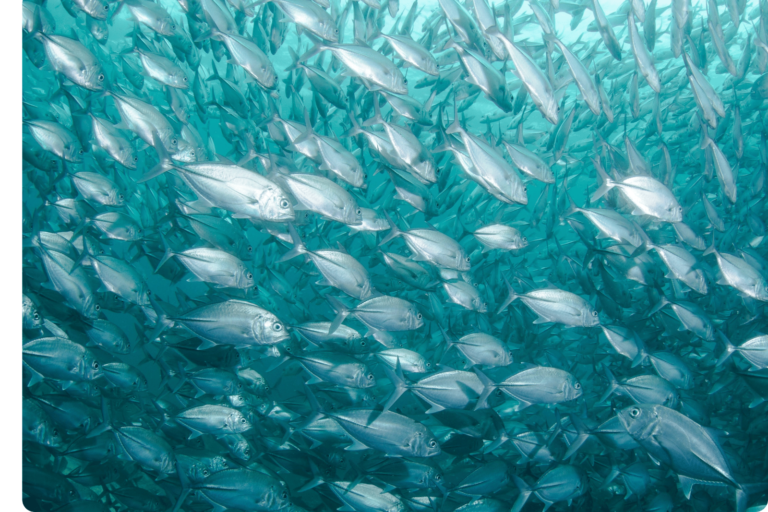 A Shoal of fish in the ocean