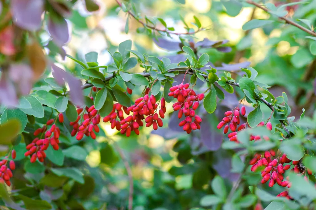 Berberine fruit red in colour