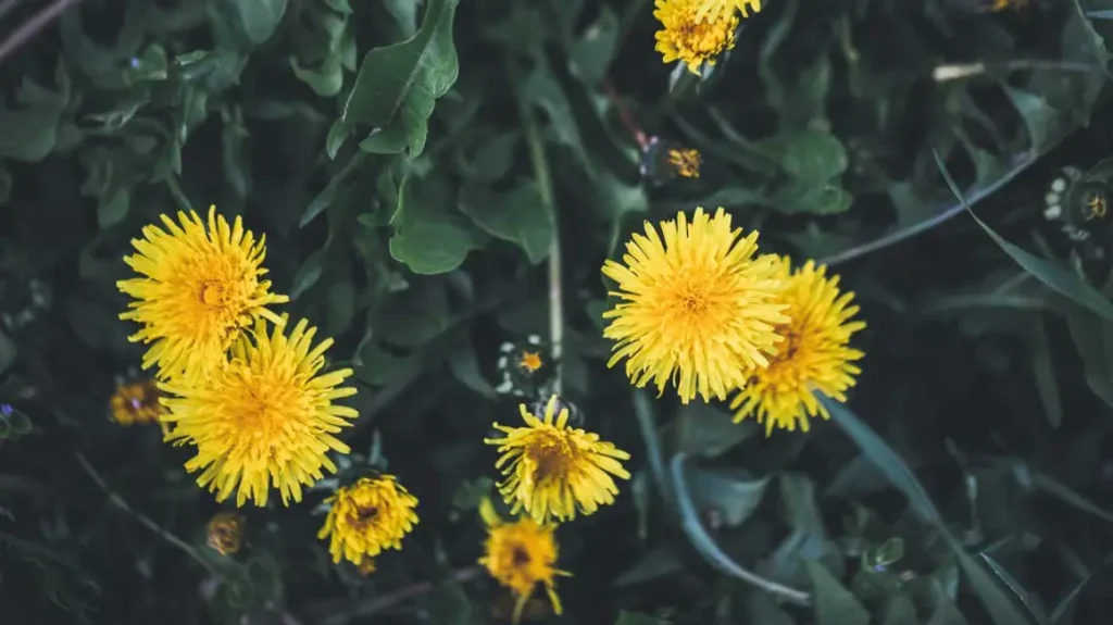 Dandelion root flower