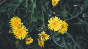 Dandelion root flower