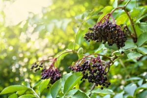 Elderberry tree