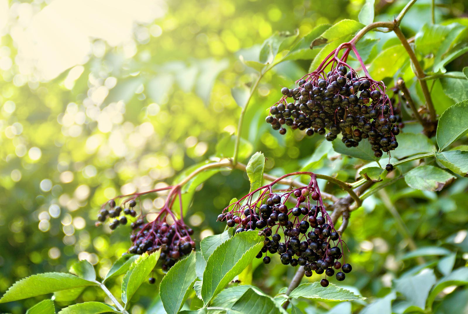 Elderberry tree