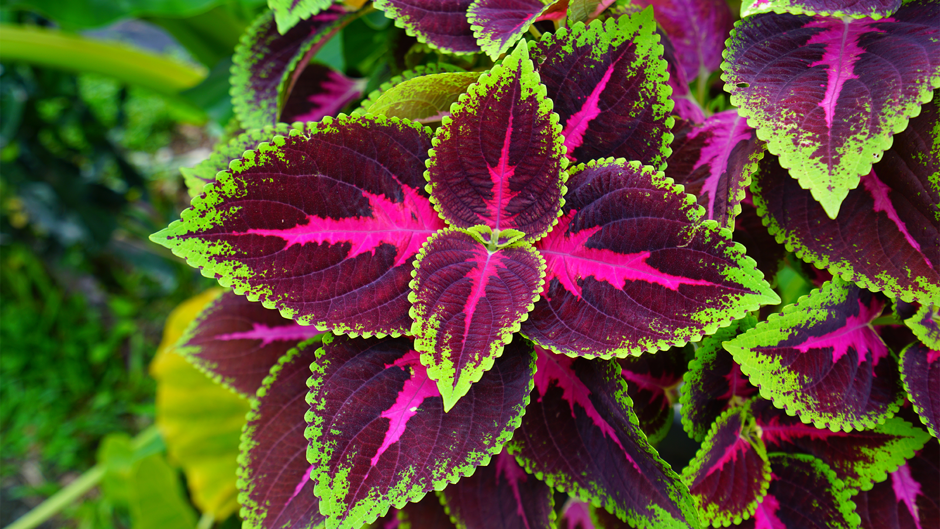 Coleus Forskohlii plant