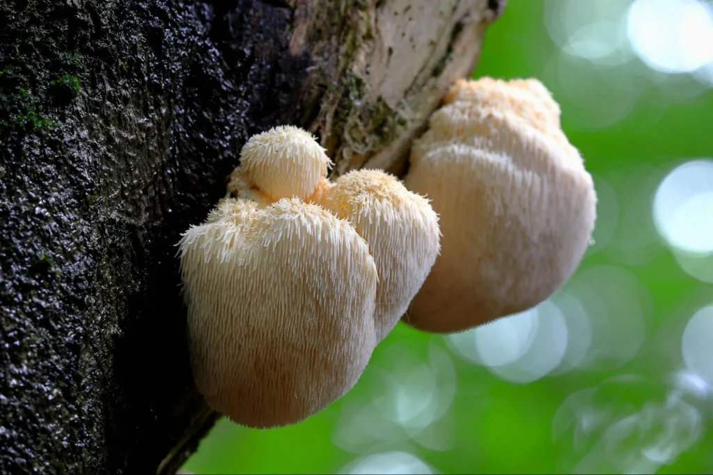 Lions Mane Mushroom