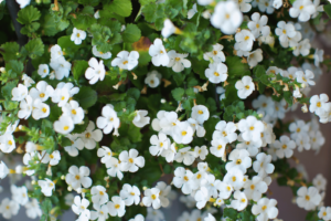 bacopa monneri extract plant