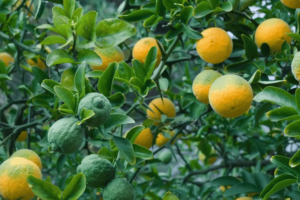 a tree of bitter oranges