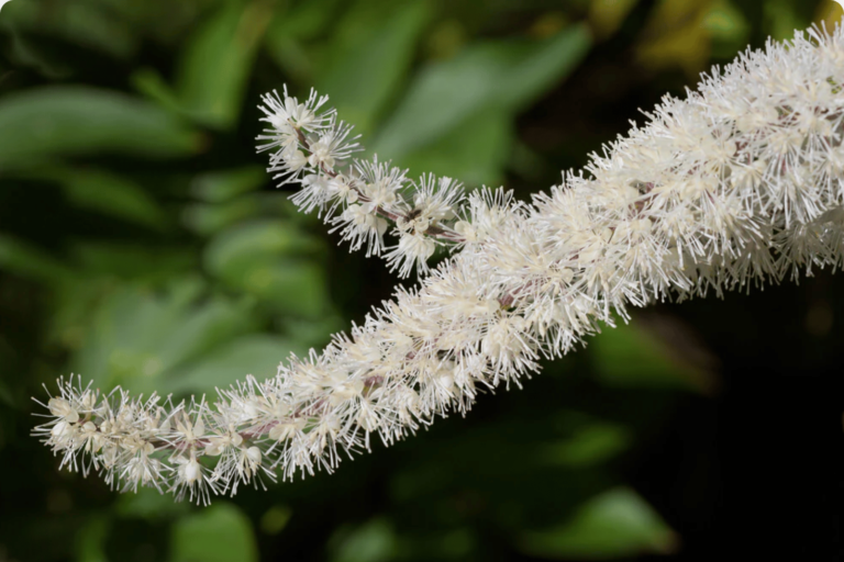 black cohosh extract plant