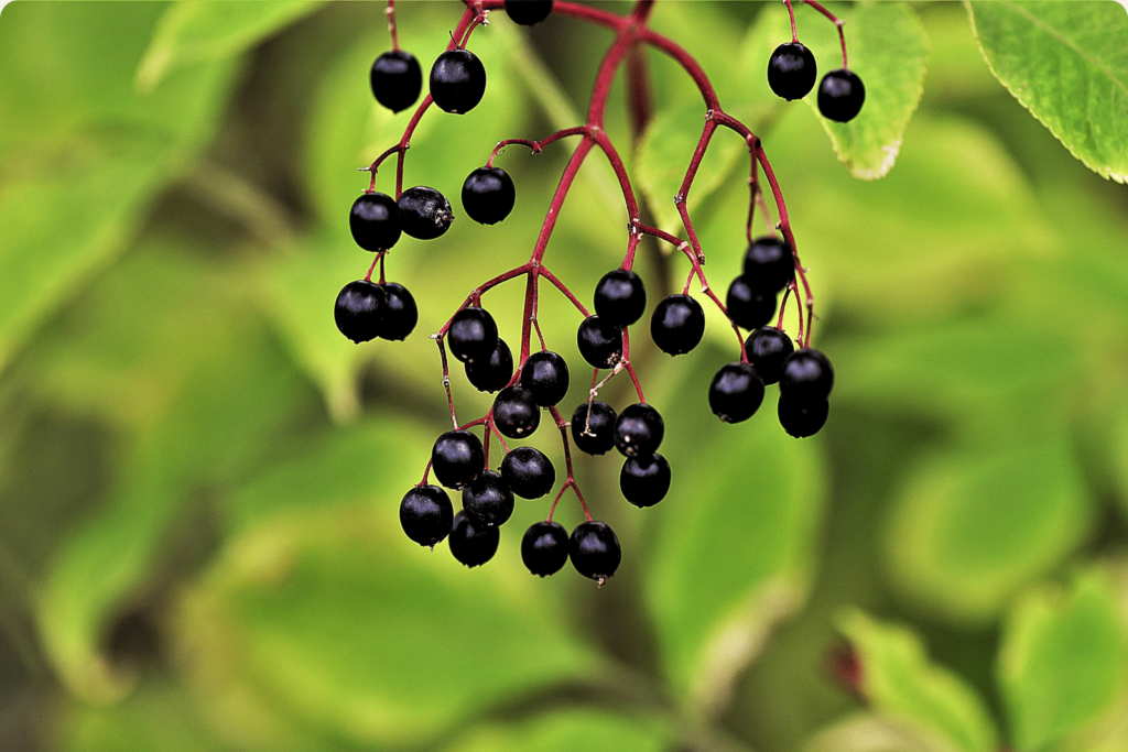 black elderberry extract tree