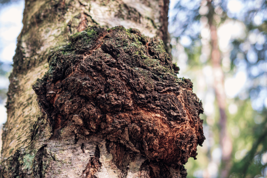 chaga mushroom on a bark of a tree