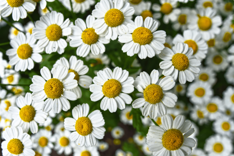 a photo with tons of chamomile flower (white petals)