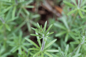 a plant of cleaver leaf: Cleavers leaf extract
