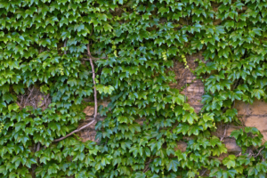 a photo where climbing ivy is grown on a wall
