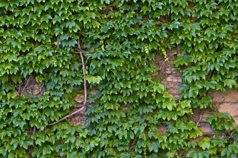 a photo where climbing ivy is grown on a wall