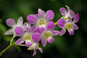 pink coloured dendrobium orchid flowers whose stem is used to make dendrobium extract