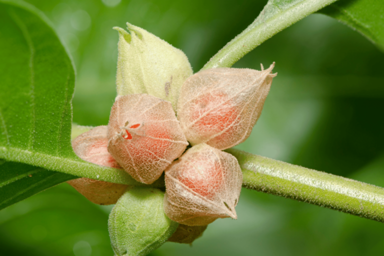 Plant of ashwagandha