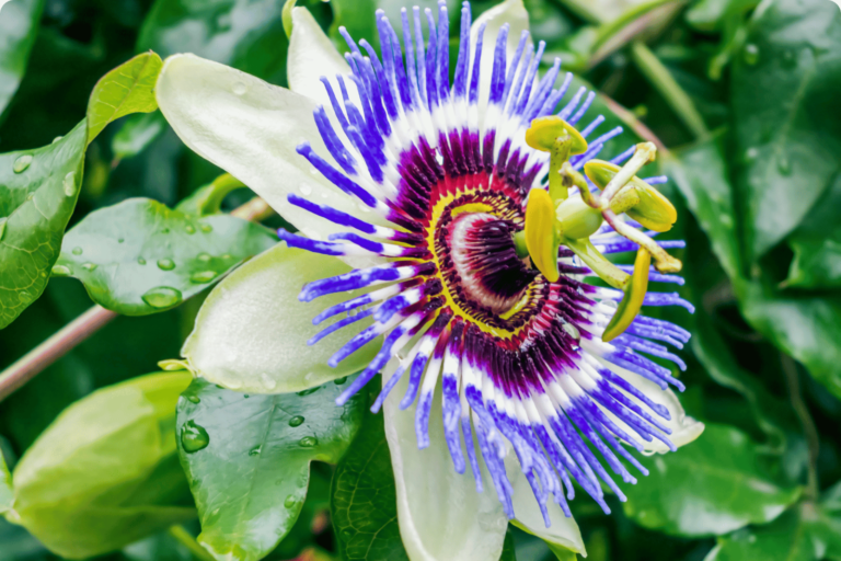 Blue passion flower extract