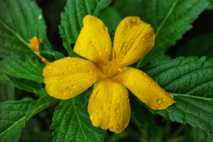 a yellow flower called as damiana extract