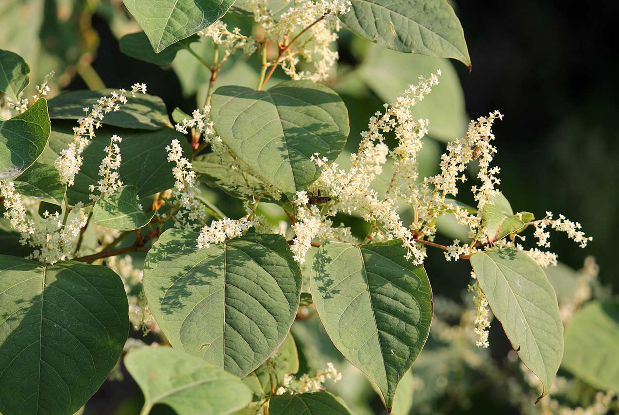 Japanese knotweed Extract tree