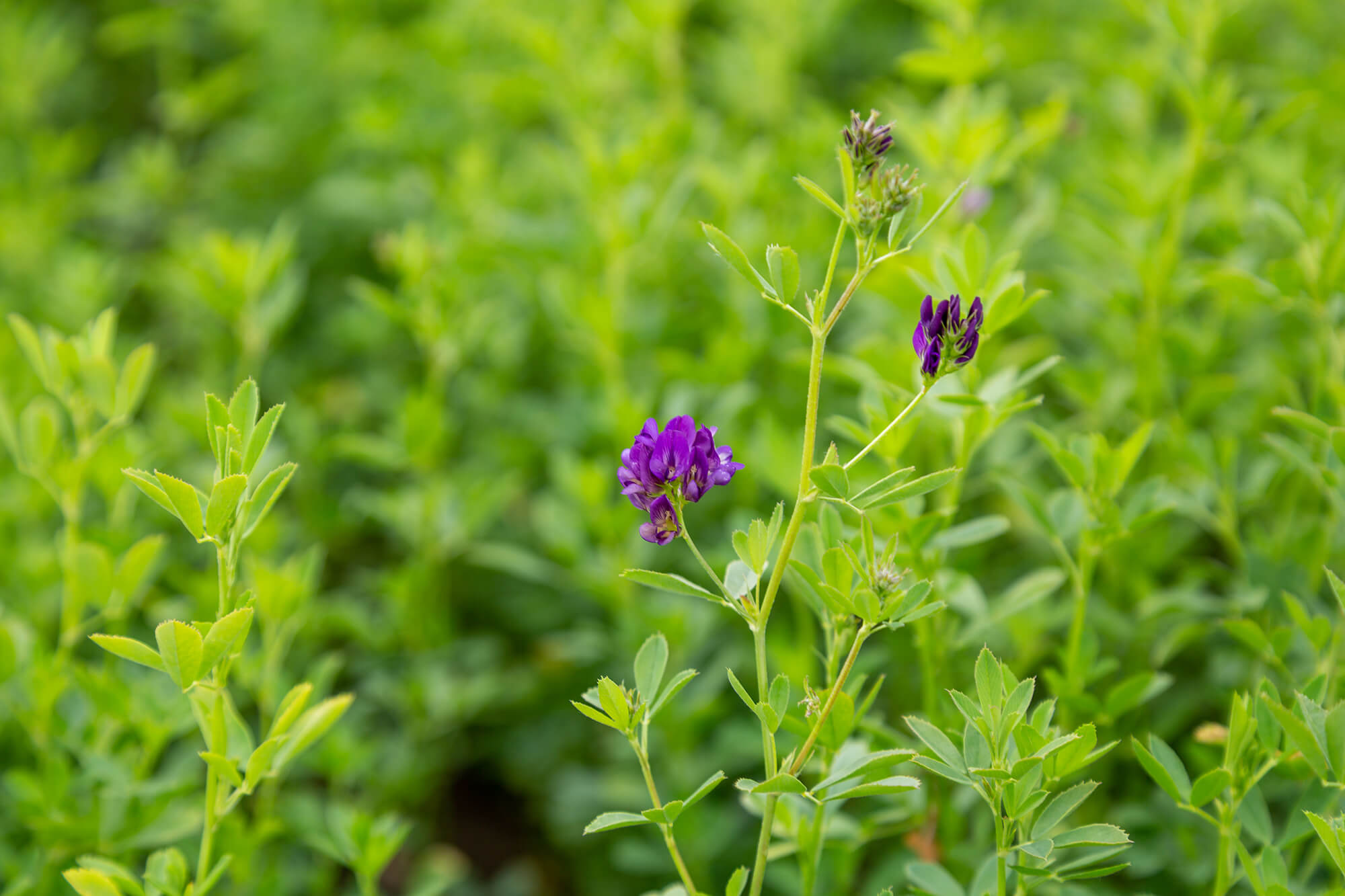 alfalfa extract tree