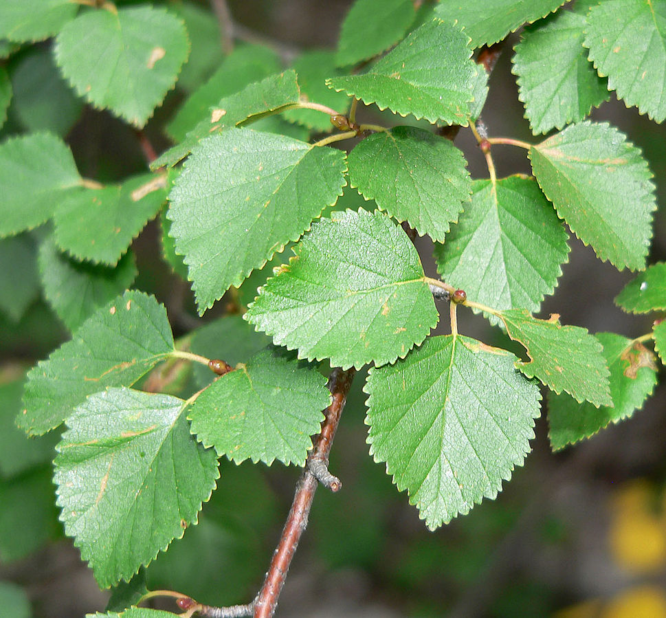 birch leaf extract