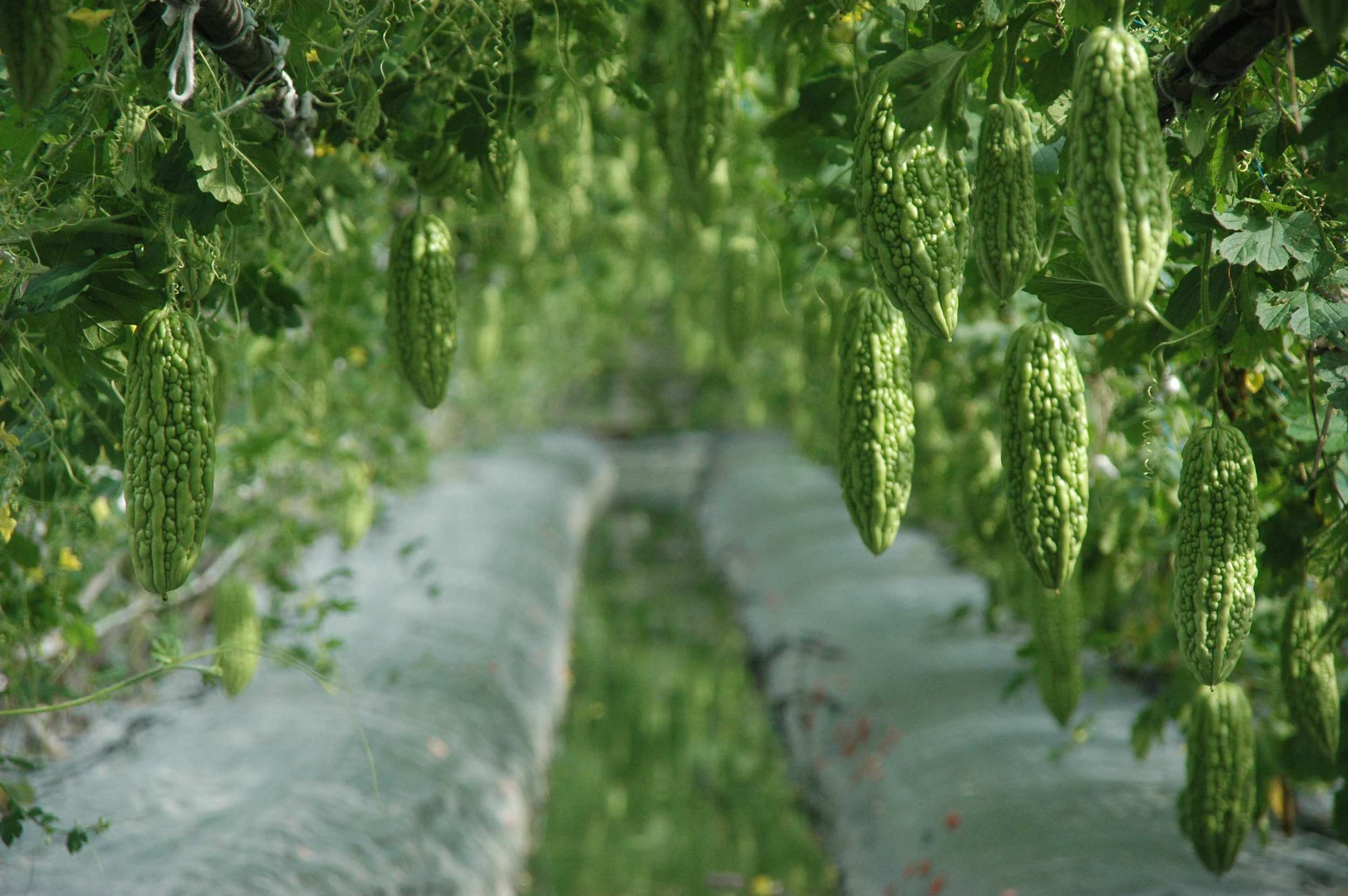 a tree of bitter melon: extract