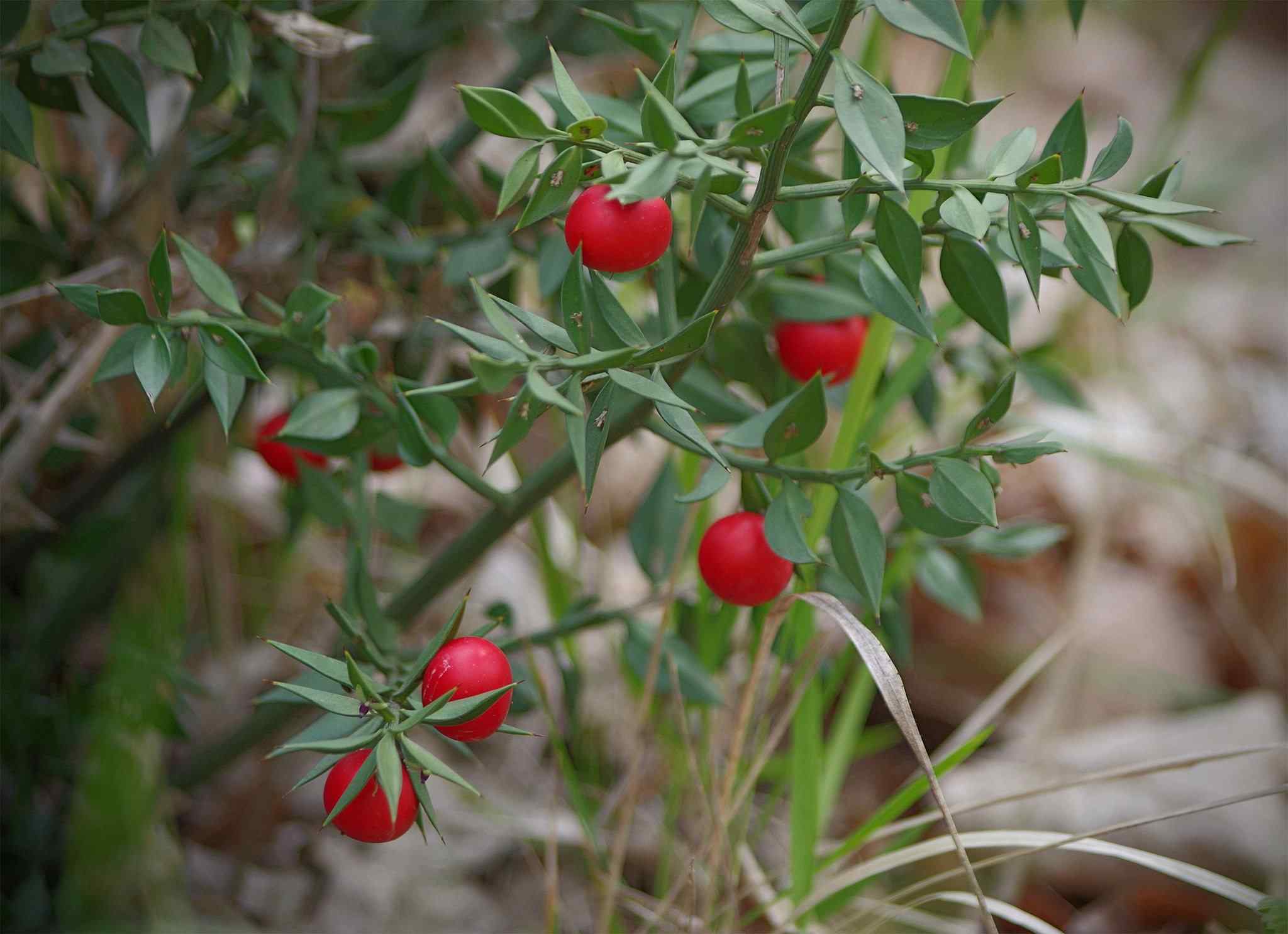 butcher's broom (red fruit)
