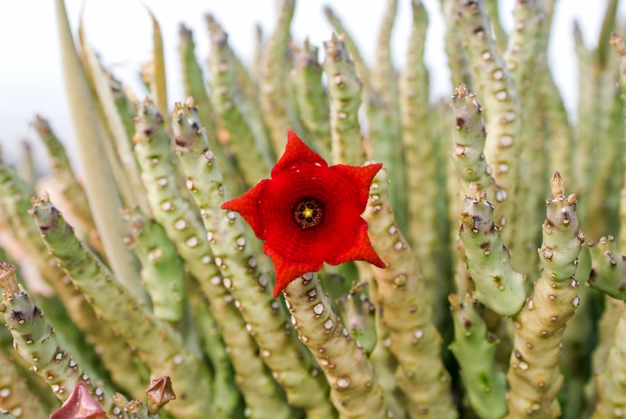 a red flower on caralluma fimbriata extract
