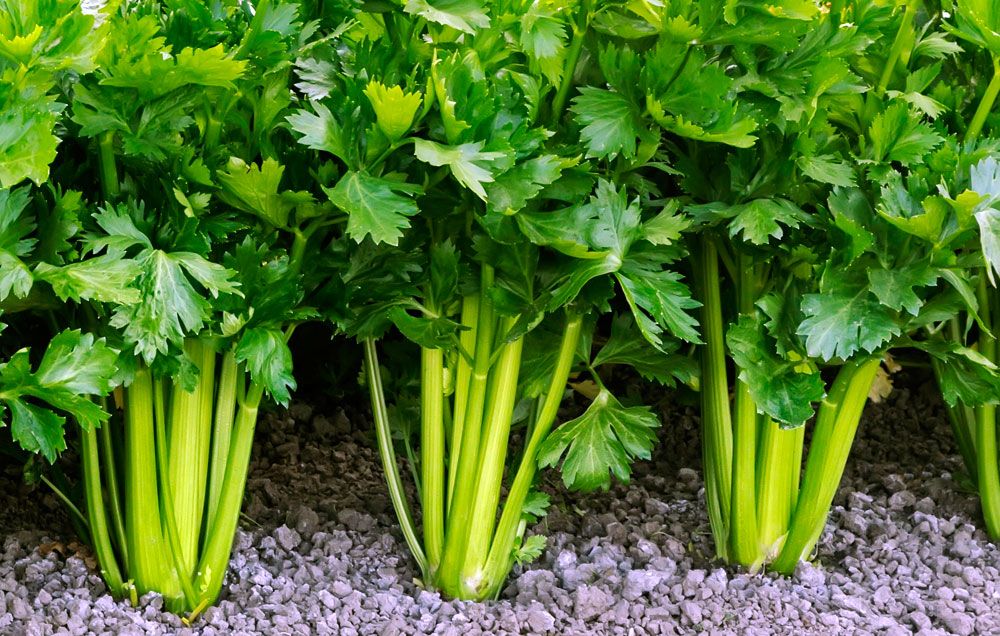 a plant of celery: from this it becomes celery seed extract