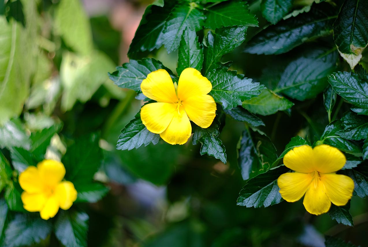 damiana extract yellow flower