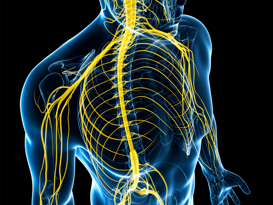 benefit of sodium: Nervous system support