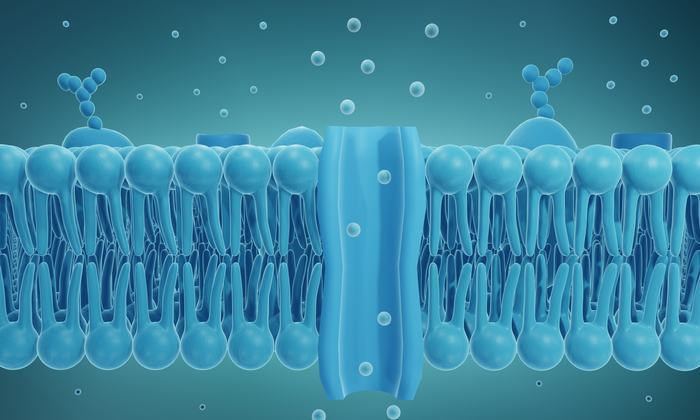 cell membrane is shielded by phosphorus