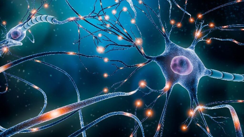 a photo depicting neuro transmitters: used by guarana seed's caffeine