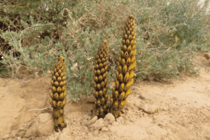 a photo depicting three plants grown in desert called living desert cistanche extract