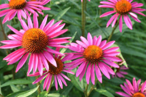 a photo depicting pink coloured flowers (echinacea augustifolia extract)