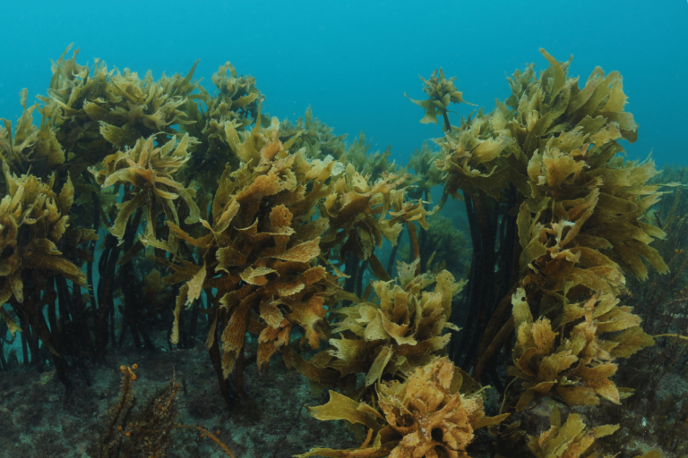 a photo of ecklonia cava extract (an algae which grows underwater)