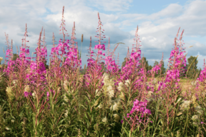 a photo depicting vibrant pink coloured flowers grown in the soil (fireweed extract)