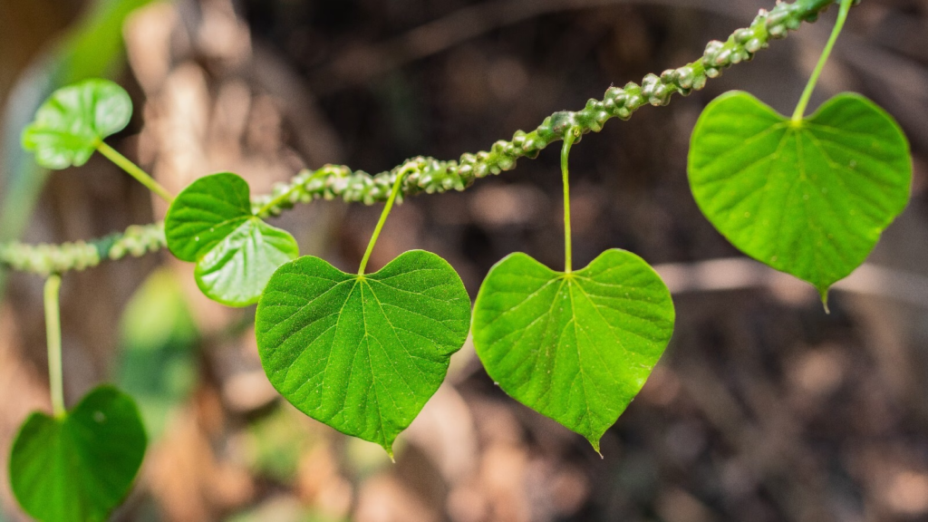 a photo depicting a plant of guduchi stem called giloy