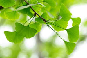 a photo depicting a tree of gingko biloba