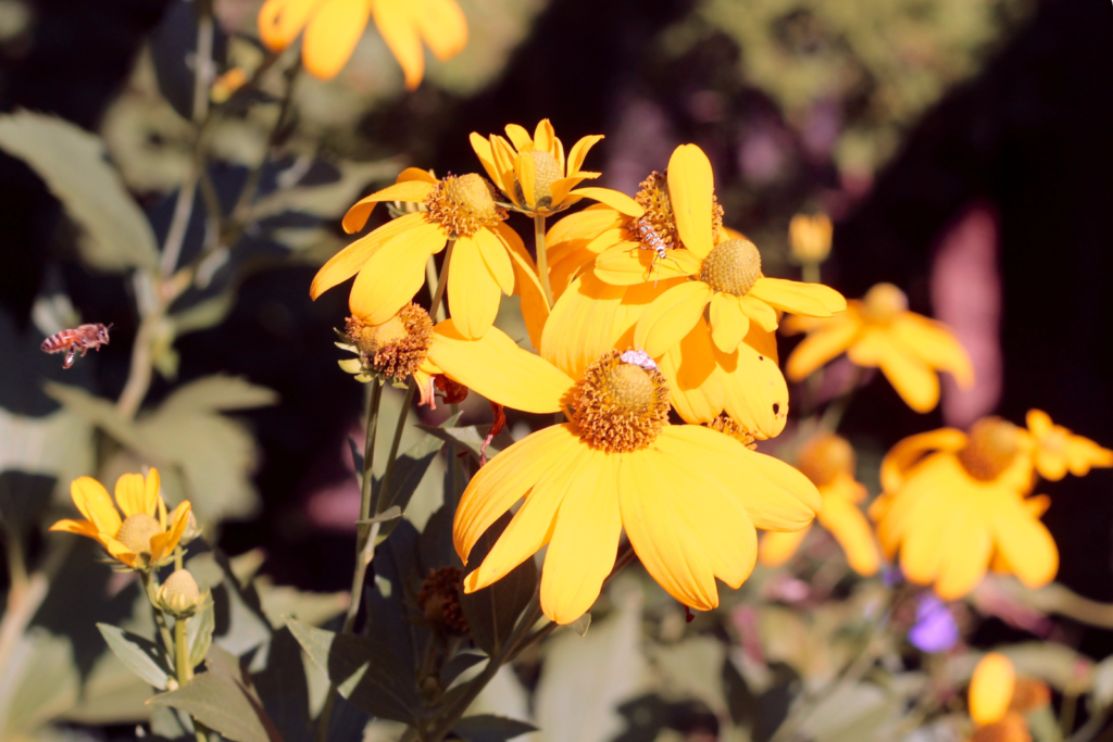 a photo depicting vibrant yellow flowers: goldenseal extract