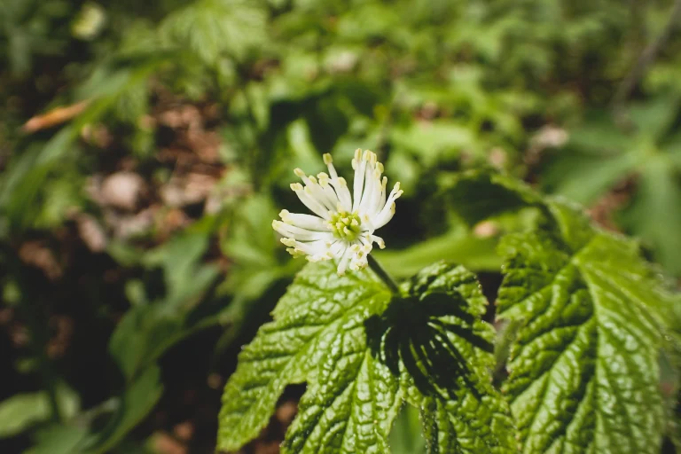a photo depicting a white flower of goldenseal extract