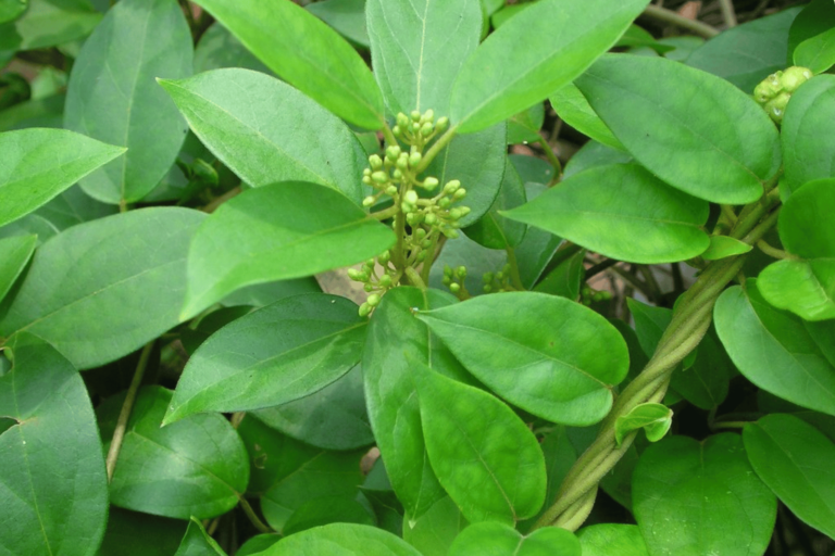 a photo depicting, a plant of gymnema Sylvesytre