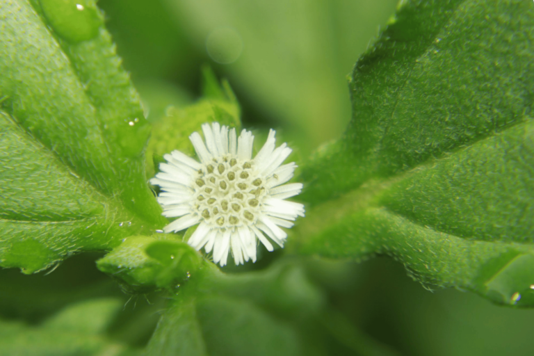 a photo depicting a white coloured flower from which han lian cao extract is made.