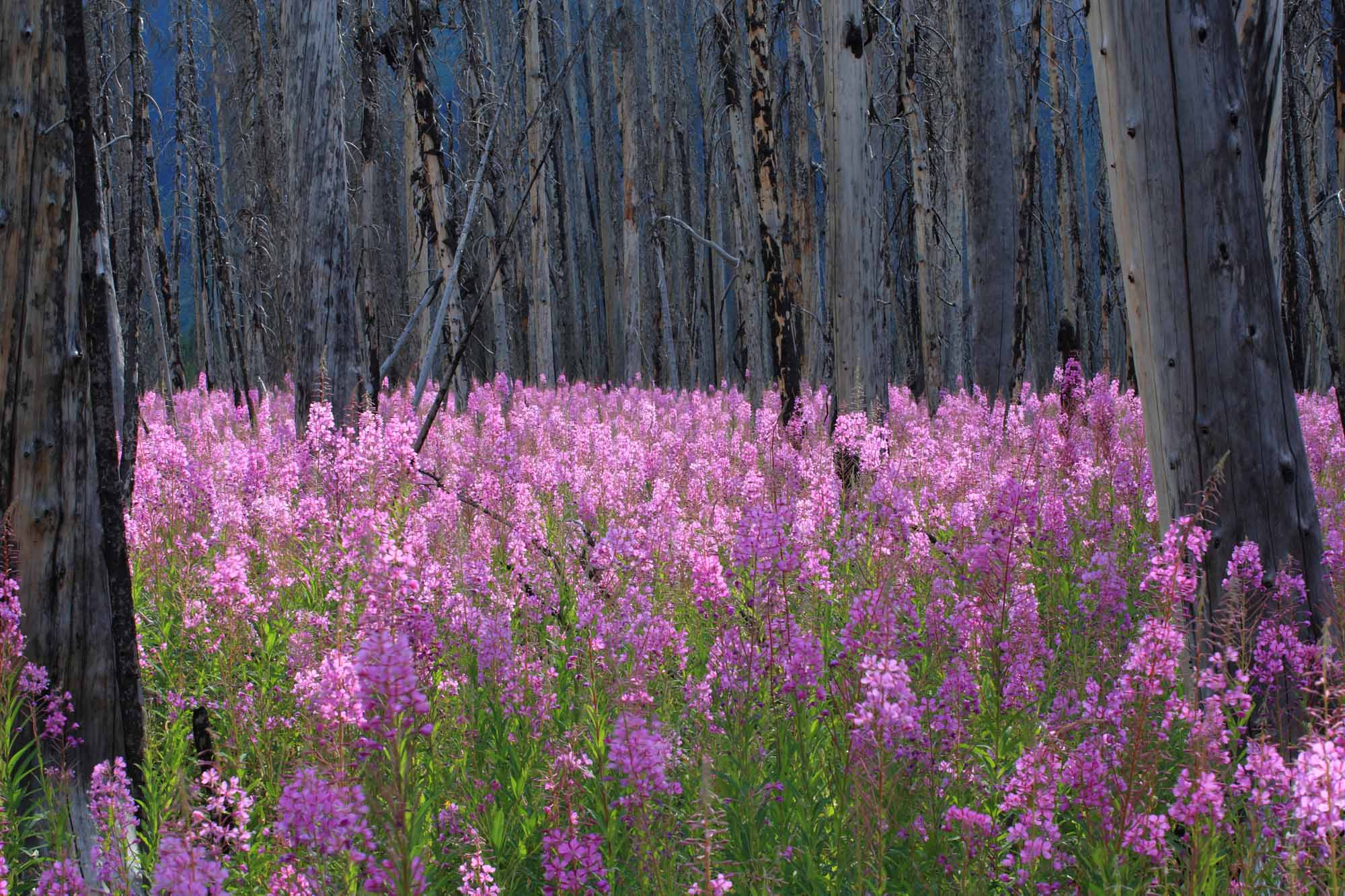 fireweed plant grown in wild pink flowers