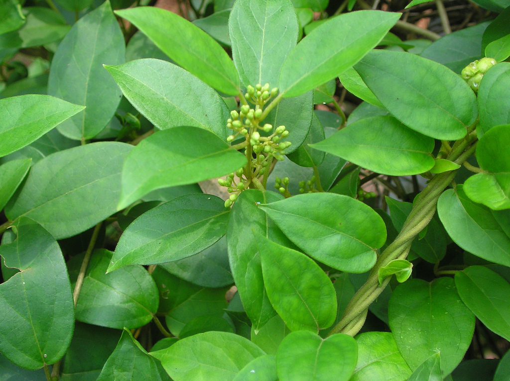 a plant with its fruit gymnema sylvestre