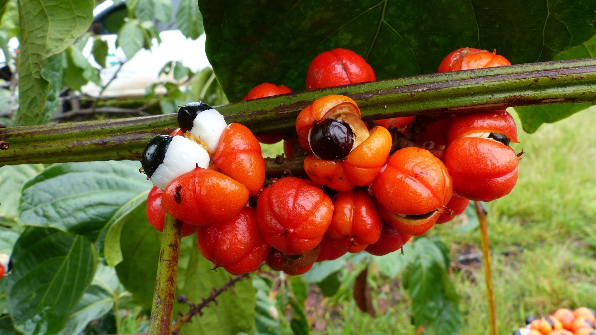 a photo depicting fresh guarana seed plant which is red in color, these are dried and then guarana seed extract is made
