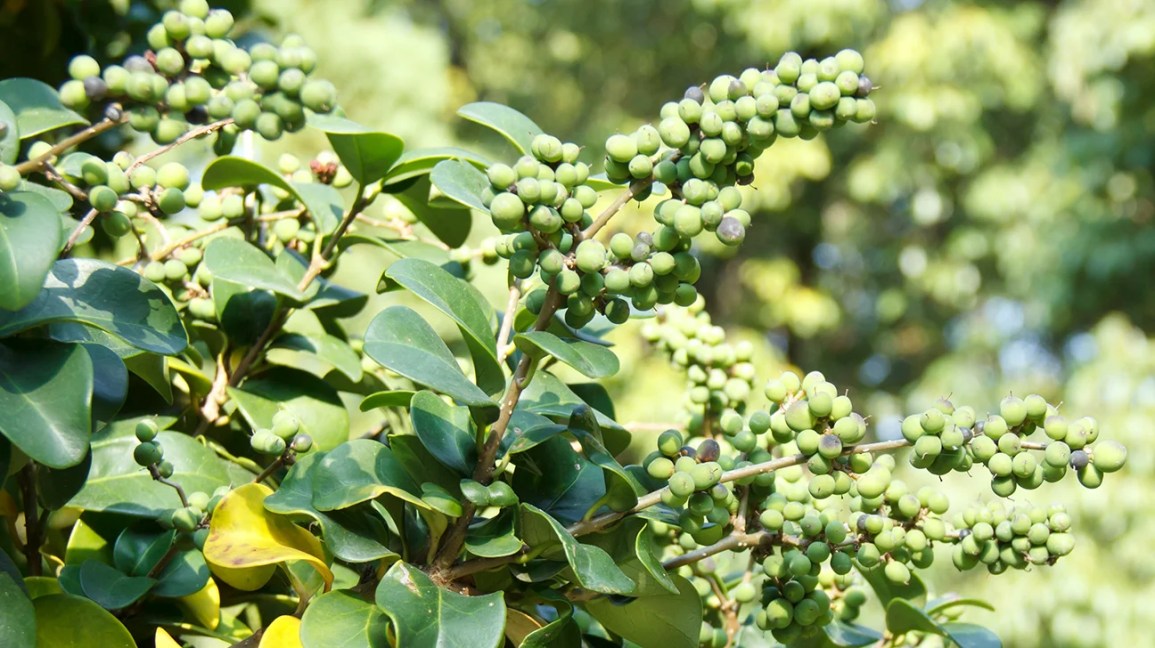 a photo depicting plant from which guggul extract is made