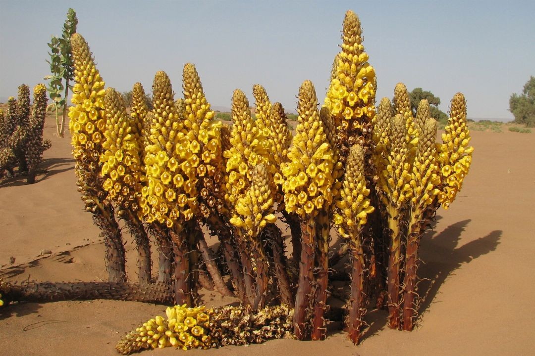 desert living cistanche in a desert